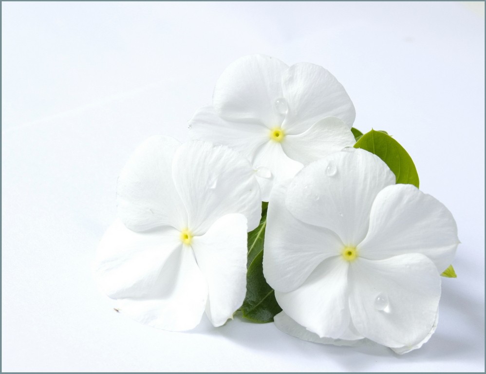 HONOUR.....Patricia Anderson